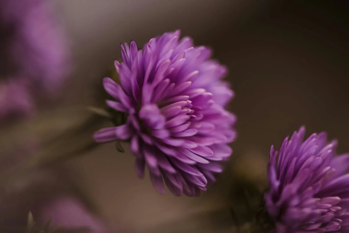 매크로 사진 예시 — 꽃술 클로즈업 접사 사진