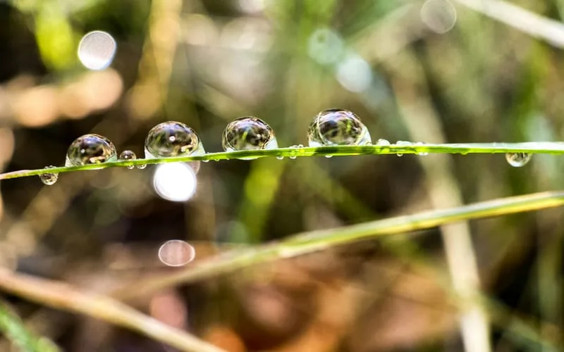 매크로 사진 예시