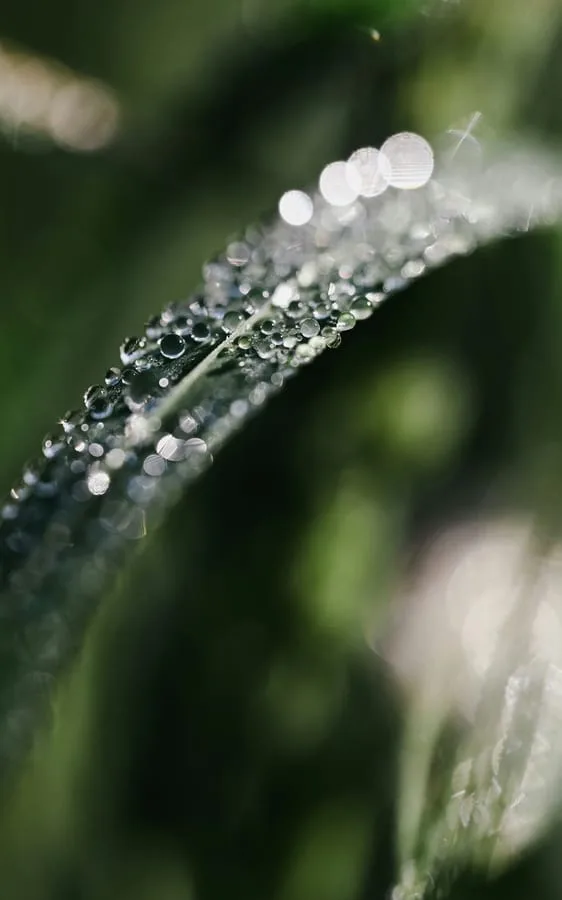 매크로 물방울 사진 — 물방울 속 반사 세계 접사 촬영 예시